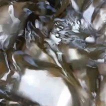 鲤鱼苗，建鲤鱼苗，单性鲤鱼苗，杂交鲤鱼苗