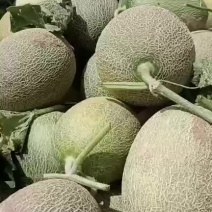 大量现货