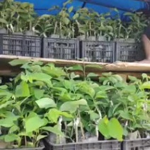 台湾凤梨释迦苗