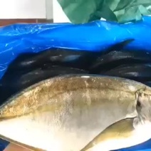 池鱼王，产地日本正关，每周三到货，接受提名预定