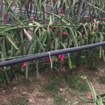 火龙果
