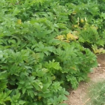 鲜白芷预售