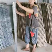 杂交肉兔，新西兰伊拉黑