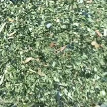 玉米青储