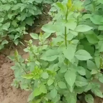 药用连翘苗皂角苗花椒苗