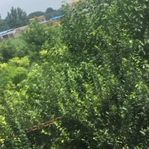 黄金槐龙凤槐紫薇花树
