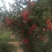 直击农户种植现场，陇南文县高山原生态，无污染大红袍花花椒