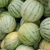 花无子西瓜