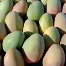 攀枝花凯特肉多汁水饱满