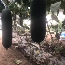 大量上市黑皮冬瓜