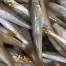 沙尖鱼沙丁鱼金鳞鱼梭子鱼鲜活海鲜水产浅海生鲜