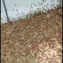蝗虫