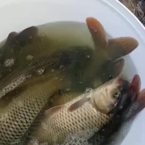 精品养殖黄河大鲤鱼
