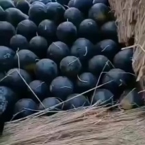 黑美人，黑小宝巳大量上市