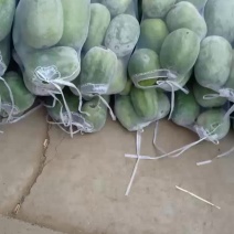 冬瓜大量上市了，质量好，价格低。