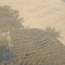 大量的水稻出售。有需要的就联系我。