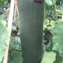 河南郸城才金种植合作社