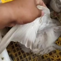 广西省贵港市永顺肉鸽养殖场