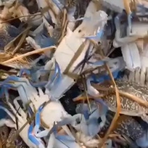 北部湾蓝花蟹个个都是肉饱满的