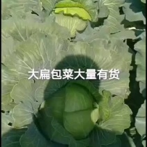 内蒙古包头大扁包菜大量有货