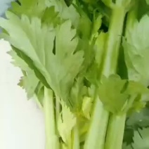 精品大西芹，大量上市喜欢的速度