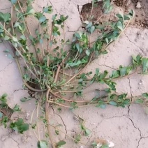 马齿苋大量供应，沙地种植