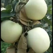 精品纸袋早熟华硕苹果果农一手货源