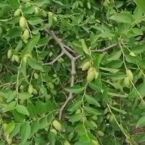马牙枣快要熟了，欢迎前来收购