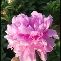 观赏芍药苗芍药花红色观赏芍药小芍药苗