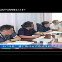 孜然原产地甘肃特优级孜然全国发货玉门花海孜然颜色绿