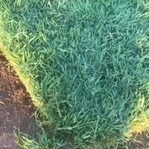 剪股颖草坪免剪草坪高档草坪