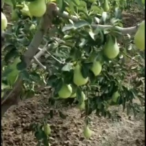 老少皆宜香甜可口的伏梨又名老汉梨绿巴梨香蕉梨