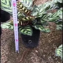 孔雀竹芋种植户直销一手货源视频照片看货放心购买长期供应