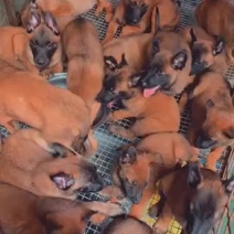 精品爆红马犬猛犬二个月三个月大向外出售🔥🔥