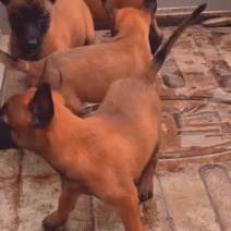 二个月三个月爆红马犬猛犬白菜价向外出售🔥