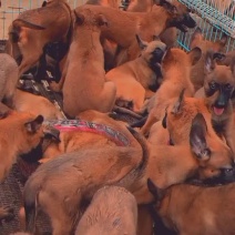 精品马犬中型犬猛犬二个月三个月白菜价出售
