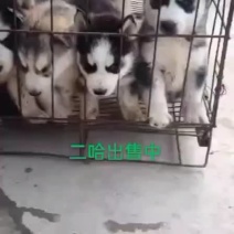 萌宠哈士奇幼犬宠物犬二个月三个月出售🔥🔥
