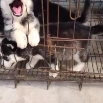 精品哈士奇宠物犬二个月三个月幼犬对外出售