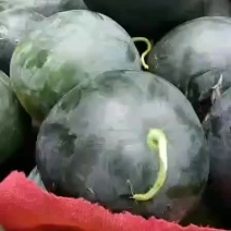 黑无籽西瓜