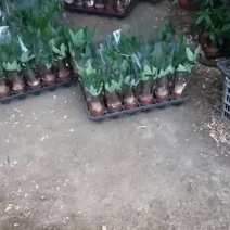 供应发财树小盆栽80#90#100#单杆90#三杆