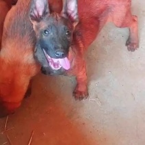 马犬精品高端动力马犬咬口好，xxxxxx