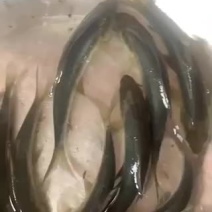 青鱼苗