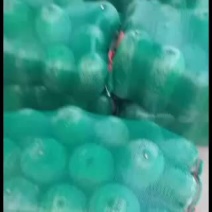 2号冬瓜，三三冬瓜大量上市了