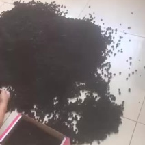 水洗纯绿色食品黑珍珠桑椹干