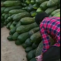 黑皮冬瓜大量供应有要请联系量大质优价廉专业发货质量可靠