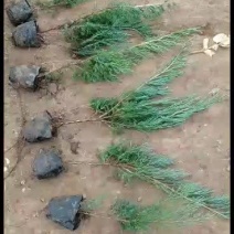 沙地柏，山东青州绿化苗木基地，质优价廉