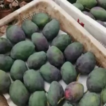 攀枝花特产吉禄芒果需要联系