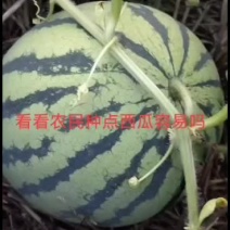 露天8424西瓜上市啦
