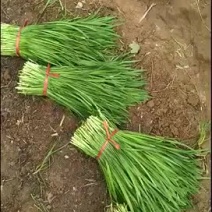 大量优质韭菜，诚信经营！