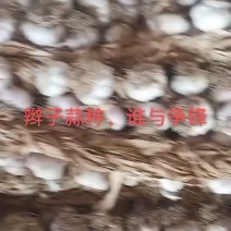 紫红皮大蒜蒜种东北独头蒜种专业代办